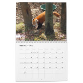 Calendrier de pandas rouges (Feb 2027)