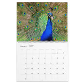 Calendrier de paon de Birds of a Feather (Jan 2027)