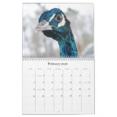 Calendrier de Peacock (Feb 2026)