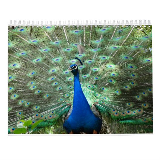 Calendrier de Peacock (Dos)
