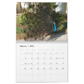 Calendrier de Peacock (Feb 2026)