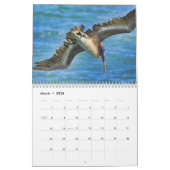 Calendrier de pélicans (Mar 2026)