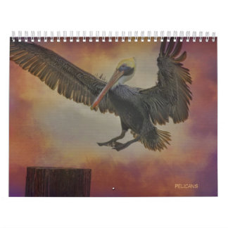 Calendrier de pélicans