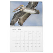 Calendrier de pélicans (Jan 2026)