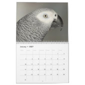 Calendrier de perroquet de gris africain du Congo (Jan 2027)