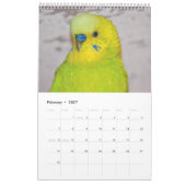 Calendrier de Perruches (Feb 2027)