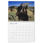 Calendrier de photographie d'animal de ferme (Feb 2027)