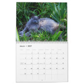 Calendrier de photographie de chats originaux Sgol (Mar 2027)