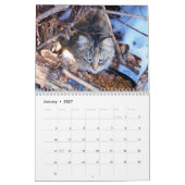 Calendrier de photographie de chats originaux Sgol (Jan 2027)