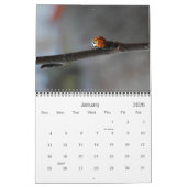 Calendrier de photographie de papillons et de (Jan 2026)