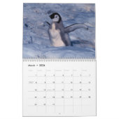 Calendrier de photographie de pingouin (Mar 2026)