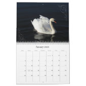 Calendrier de photographie des Cygnes et Cygnets (Jan 2026)