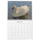 Calendrier de photographie des Cygnes et Cygnets (Mar 2026)