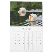 Calendrier de photographie des Cygnes et Cygnets (Feb 2026)