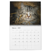 Calendrier de photographies de chats harets (Feb 2027)