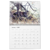 Calendrier de photographies de chats harets (Jan 2027)