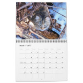 Calendrier de photographies de chats harets (Mar 2027)