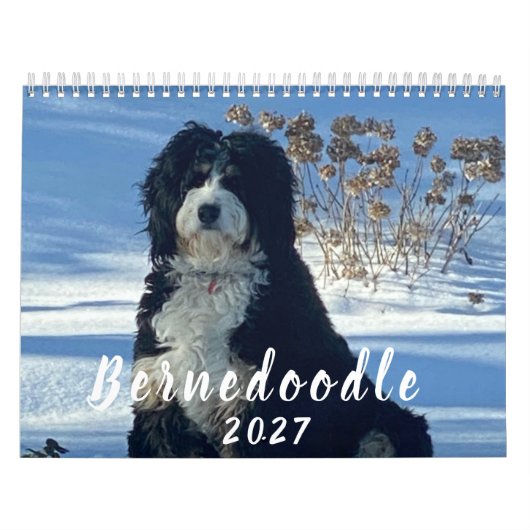 Calendrier de photos Bernedoodle 2026 (Protection)