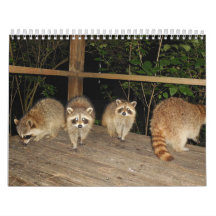 Calendrier de photos d'amoureux des ratons laveurs