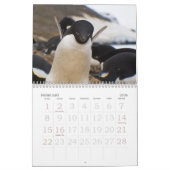 Calendrier de pingouins de l'Antarctique (Feb 2026)