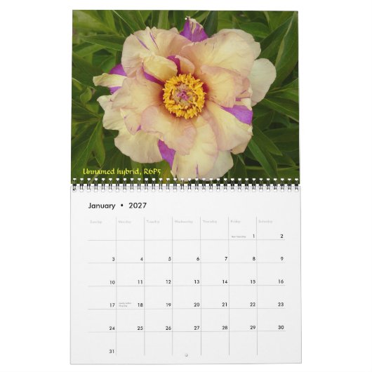 Calendrier de pivoines intersectionnelles 2009 - C (Jan 2027)