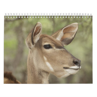 Calendrier de portrait de nature et d'animaux pour