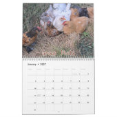 Calendrier de Poules 2026 (Jan 2027)