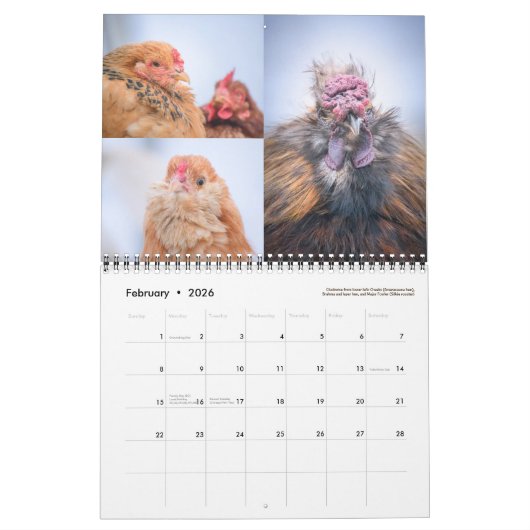 Calendrier de poulet (Feb 2026)