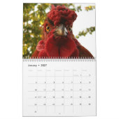 Calendrier de poulets et de coqs (Jan 2027)