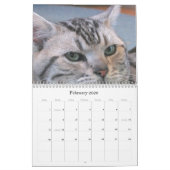 Calendrier de race de délivrance de race de chat (Feb 2026)