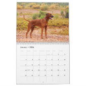 Calendrier de Rhodesian Ridgeback (Jan 2026)