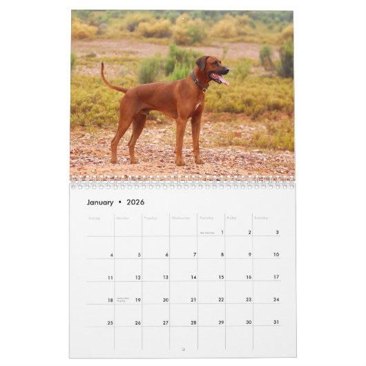 Calendrier de Rhodesian Ridgeback (Jan 2026)