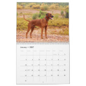 Calendrier de Rhodesian Ridgeback (Jan 2027)