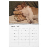 Calendrier de sagesse de corgi (Feb 2026)