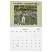Calendrier de Schnauzer miniature (Jan 2027)