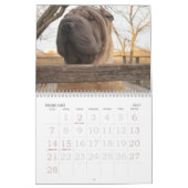 Calendrier de Shar-pei de Chinois (Feb 2027)