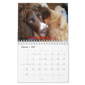 Calendrier de springer spaniel (Feb 2027)