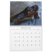 Calendrier de tortue de boîte du Texas (Feb 2026)