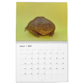 Calendrier de Two Green Frogs' 2026 (Mar 2027)
