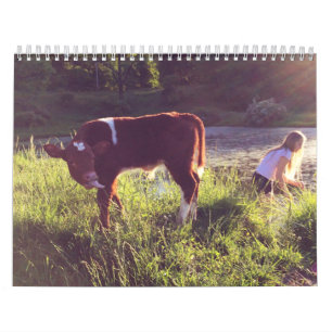 Calendrier de vache