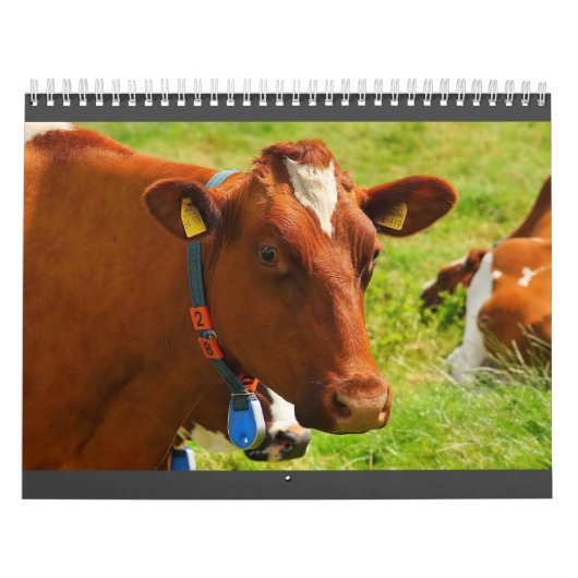 Calendrier de vache entièrement mignon (Protection)