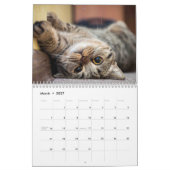Calendrier de vie de chat (Mar 2027)