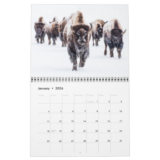 Calendrier de Yellowstone (Jan 2026)