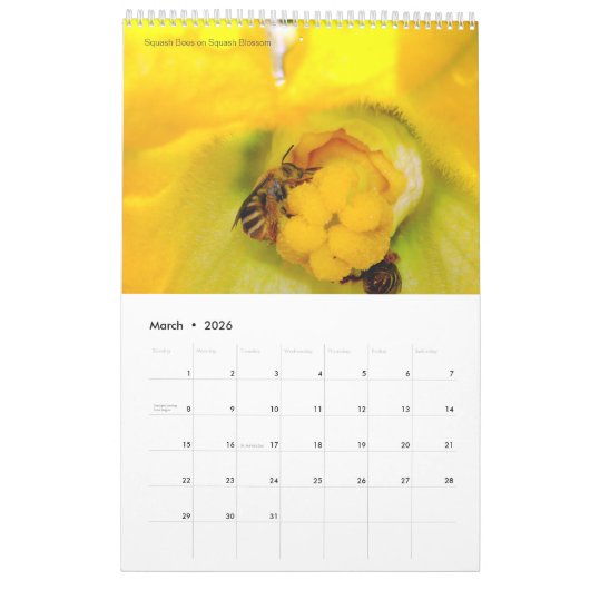 Calendrier des abeilles pour 2024 - 11 x 14¼ pouce (Mar 2026)