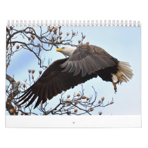 Calendrier des aigle