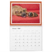 Calendrier des amitiés improbables entre animaux 2 (Jan 2027)