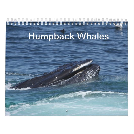 Calendrier des baleines à bosse 2014 (Protection)