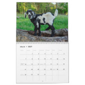 Calendrier des bébés chèvres (Mar 2027)