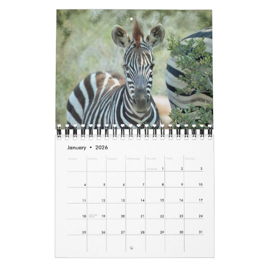 CALENDRIER DES BÉBÉS DE LA FAUNE AFRICAINE (Jan 2026)