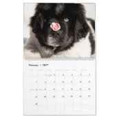 Calendrier des bébés Notta Bear (Feb 2027)